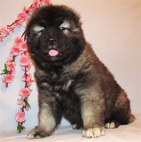 dog caucasian|caucasian dog for sale.